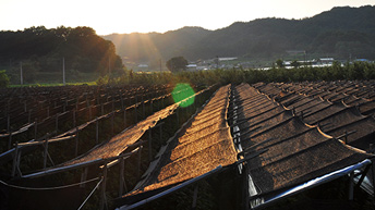 Na KGEC farmě roste nejkvalitnější korejský červený ženšen.